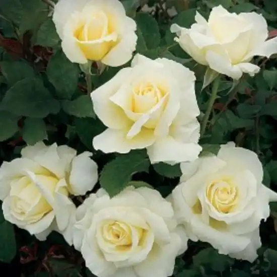 Trandafiri hibrizi Tea - Trandafiri - Fehér - 